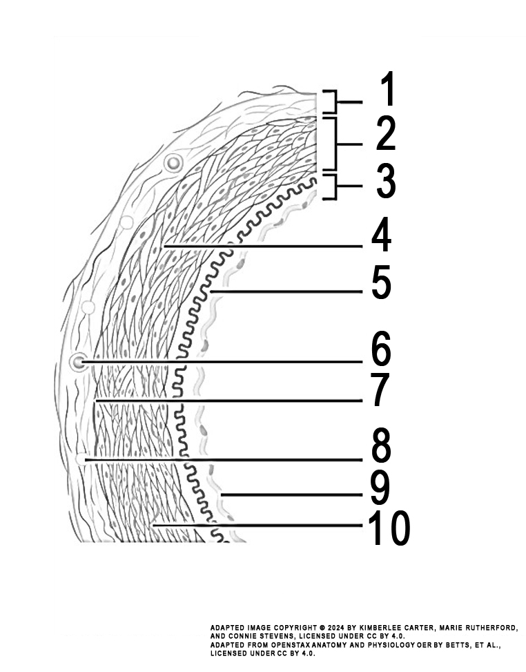 This illustration activity shows the ultrastructure of an artery (from top: tunica externa, tunica media, tunica intima, smooth muscle, internal elastic membrane, vasa vasorum, external elastic membrane, nervi vasorum, endothelium, elastic fiber).