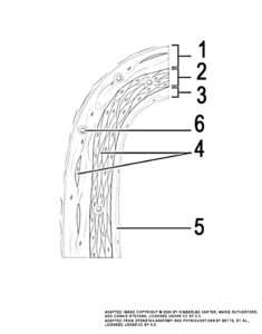 This illustration activity shows the ultrastructure of a vein (from top: tunica externa, tunica media, tunica intima, vasa vasorum, smooth muscle, endothelium).