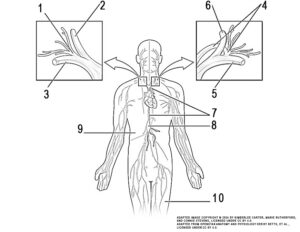 This illustration activity shows the lymphatic trunks and the duct system in the human body. The image includes (clockwise from top): the thoracic duct, cisterna chyli of thoracic duct, drained by thoracic duct, drained by right lymphatic duct. Callouts to the left and right show the magnified views of the left and right jugular vein respectively. The callout box for the right lymphatic duct displays: the right internal jugular vein, right subclavian vein, right lymphatic duct. The callout box for the left jugular vein displays: the left internal jugular vein, thoracic duct drains into subclavian vein, left subclavian vein.