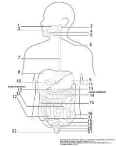 This illustration activity shows an anterior view of the head and torso of the human body with the anatomical organs and structures comprising the digestive system identified. From the top working clockwise, the illustration displays the sublingual gland and the submandibular gland, the pharynx, and stomach. The spleen is located under the left portion of the diaphragm and helps to filter blood. The large intestines include the transverse colon, ascending colon, descending colon, cecum, and sigmoid colon. A small finger-like projections hangs from the cecum known as the appendix. As a continuation of the sigmoid colon, a hollow structure known as the rectum is identified. The final segment of the digestive system is a structure measuring about 3 to 4 cm long, known as the anal canal. Fecal matter is expelled through the terminal opening in the digestive system called the anus. Labeled on the right of the diagram are the small intestines, divided into three distinct parts; the ileum, the jejunum, and the duodenum. The gallbladder is an accessory organ of digestion, and the liver is located in the upper right side of the abdomen. The esophagus connects the pharynx to the stomach. The tongue, located in the mouth, is responsible for moving the food around in the mouth during the chewing or mastication process.