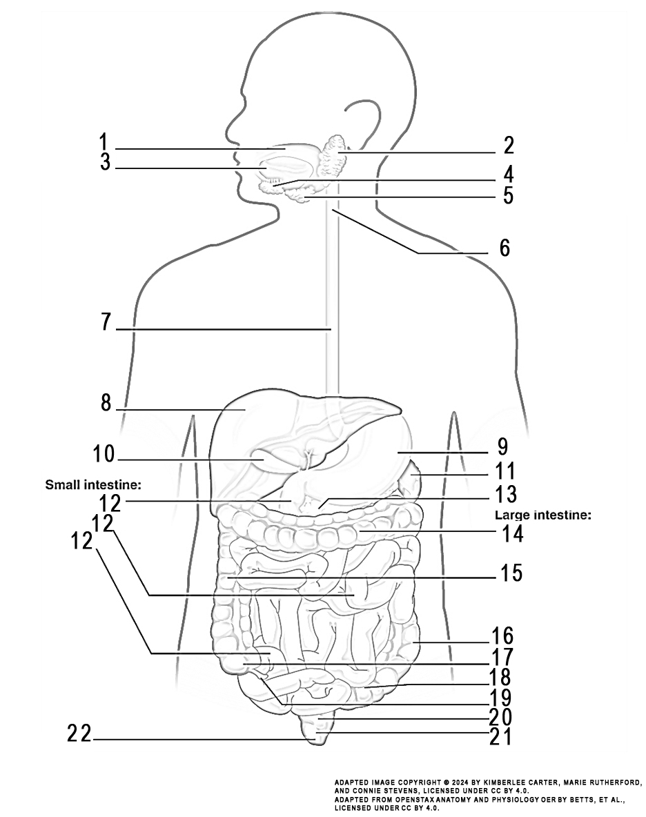 This illustration activity shows an anterior view of the head and torso of the human body with the anatomical organs and structures comprising the digestive system identified. From the top working clockwise, the illustration displays the sublingual gland and the submandibular gland, the pharynx, and stomach. The spleen is located under the left portion of the diaphragm and helps to filter blood. The large intestines include the transverse colon, ascending colon, descending colon, cecum, and sigmoid colon. A small finger-like projections hangs from the cecum known as the appendix. As a continuation of the sigmoid colon, a hollow structure known as the rectum is identified. The final segment of the digestive system is a structure measuring about 3 to 4 cm long, known as the anal canal. Fecal matter is expelled through the terminal opening in the digestive system called the anus. Labeled on the right of the diagram are the small intestines, divided into three distinct parts; the ileum, the jejunum, and the duodenum. The gallbladder is an accessory organ of digestion, and the liver is located in the upper right side of the abdomen. The esophagus connects the pharynx to the stomach. The tongue, located in the mouth, is responsible for moving the food around in the mouth during the chewing or mastication process.