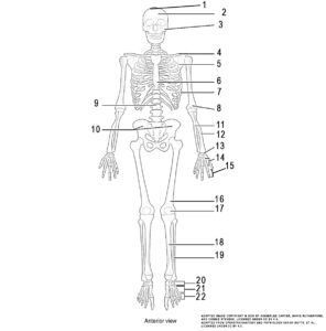 This illustration activity shows the human skeleton and identifies the major bones from the anterior view. The image includes (from the top of skull): skull (cranial portion, facial portion), pectoral shoulder girdle, clavicle, scapula, thoracic cage (sternum, ribs), upper limb (humerus, ulna, radius, carpals, metacarpals, phalanges), vertebral column, pelvic girdle (hip bones), lower limb (femur, patella, tibia, fibula, tarsals, metatarsals, phalanges).