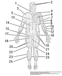 This illustration activity shows the anterior view of the human body with the major muscles. The illustration includes (from top, head): occipitofrontalis (frontal belly), sternocleidomastoid, trapezius, deltoid, pectoralis minor, serratus anterior, pectoralis major; arm muscles: biceps brachii, brachialis, brachioradialis, pronator teres, flexor carpi radialis; abdominal: rectus abdominis, abdominal external oblique; lower body: tensor fasciae latae, illiopsoas, pectineus, adductor longus, sartorius, gracilis, rectus femoris, vastus lateralis, vasus medialis, fibularis longus, tibialis anterior.