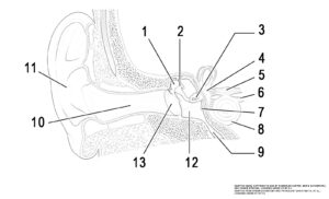 This illustration activity shows the structure of the ear with the major parts. The ear is divided into 3 parts from left to right: external ear, middle ear, and inner ear. The illustration includes: the external ear (auricle, ear canal), middle ear (tympanic membrane, malleus, incus, tympanic cavity), and inner ear (stapes, vestibule, vestibular nerve, cochlear nerve, cochlea, round window, eustachian tube).