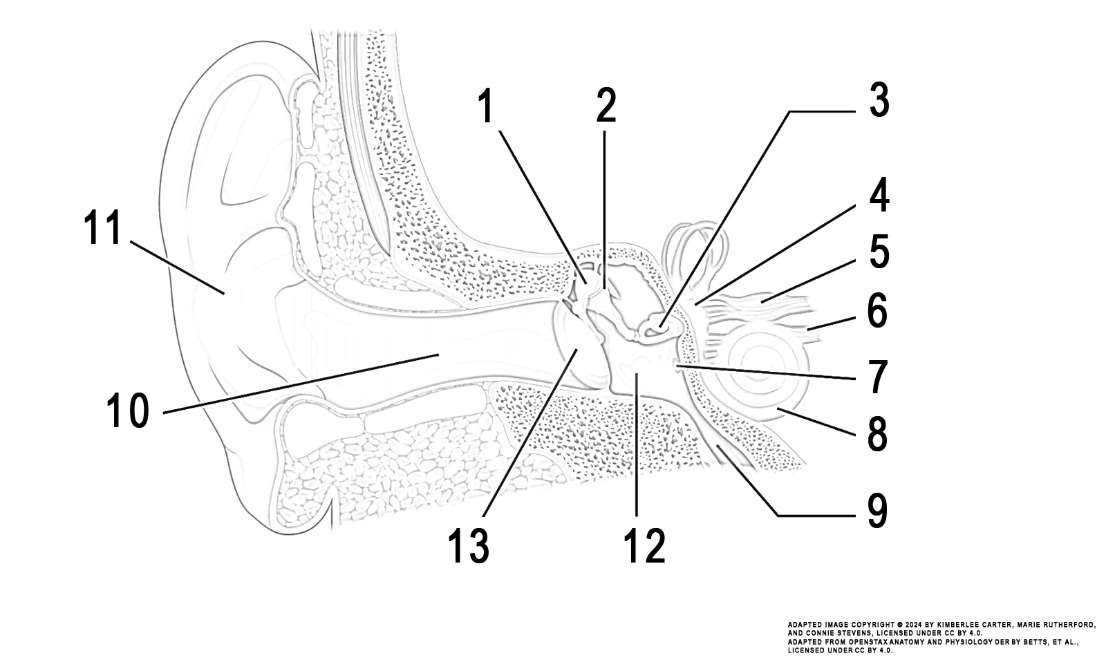 This illustration activity shows the structure of the ear with the major parts. The ear is divided into 3 parts from left to right: external ear, middle ear, and inner ear. The illustration includes: the external ear (auricle, ear canal), middle ear (tympanic membrane, malleus, incus, tympanic cavity), and inner ear (stapes, vestibule, vestibular nerve, cochlear nerve, cochlea, round window, eustachian tube).