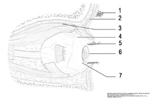 This illustration activity shows the lateral view of the eye. The illustration includes (from top): eyebrow, orbicularis oculi muscle, levator palpebrae superioris muscle, palpebral conjunctiva, eyelashes, cornea, conjunctiva.