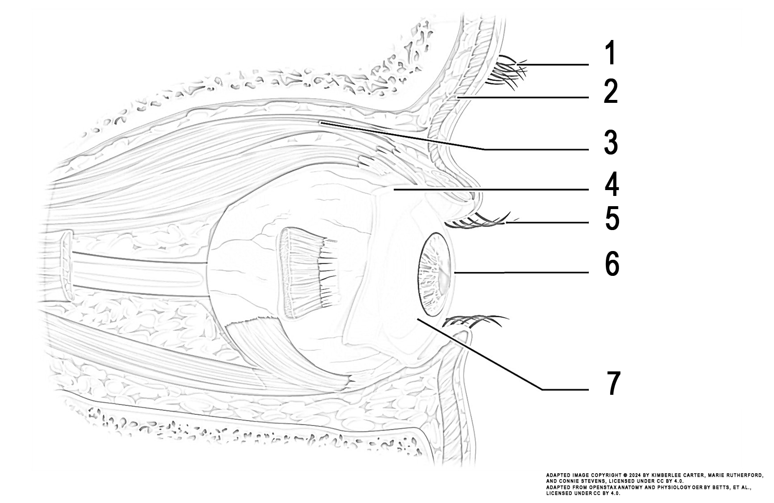 This illustration activity shows the lateral view of the eye. The illustration includes (from top): eyebrow, orbicularis oculi muscle, levator palpebrae superioris muscle, palpebral conjunctiva, eyelashes, cornea, conjunctiva.