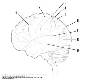 This illustration activity shows the lateral view of the brain and the major lobes. From the front of the brain (left), the illustration includes: the frontal lobe, precentral gyrus, central sulcus, postcentral gyrus, parietal lobe, lateral sulcus, occipital lobe, and temporal lobe.