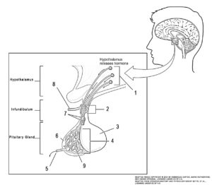 This illustration activity shows the anterior pituitary. The illustration zooms in on the hypothalamus and the attached pituitary gland. The anterior pituitary is highlighted. Three neurosecretory cells are secreting hormones into a web-like network of arteries within the infundibulum. The artery net is the primary capillary plexus of the hypophyseal portal system. The superior hypophyseal artery enters the primary capillary plexus from outside of the infundibulum. The hypophyseal portal vein runs down from the primary capillary plexus, through the infundibulum, and connects to the secondary capillary plexus of the hypophyseal portal system. The secondary capillary plexus is located within the anterior pituitary. The hormones released from the neurosecretory cells of the hypothalamus travel through the primary capillary plexus, down the hypophyseal portal vein, and into the secondary capillary plexus. There, the hypothalamus hormones stimulate the anterior pituitary to release its hormones. The anterior pituitary hormones leave the primary capillary plexus from a single vein at the bottom of the anterior lobe.