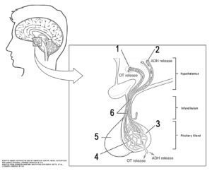 This illustration activity shows the posterior pituitary. This illustration zooms in on the hypothalamus and the attached pituitary gland. The posterior pituitary is highlighted. Two nuclei in the hypothalamus contain neurosecretory cells that release different hormones. The neurosecretory cells of the paraventricular nucleus release oxytocin (OT), while the neurosecretory cells of the supraoptic nucleus release anti-diuretic hormone (ADH). The neurosecretory cells stretch down the infundibulum into the posterior pituitary. The tube-like extensions of the neurosecretory cells within the infundibulum are the hypothalamophypophyseal tracts. These tracts connect with a web-like network of blood vessels in the posterior pituitary called the capillary plexus. From the capillary plexus, the posterior pituitary secretes the OT or ADH into a single vein that exits the pituitary.