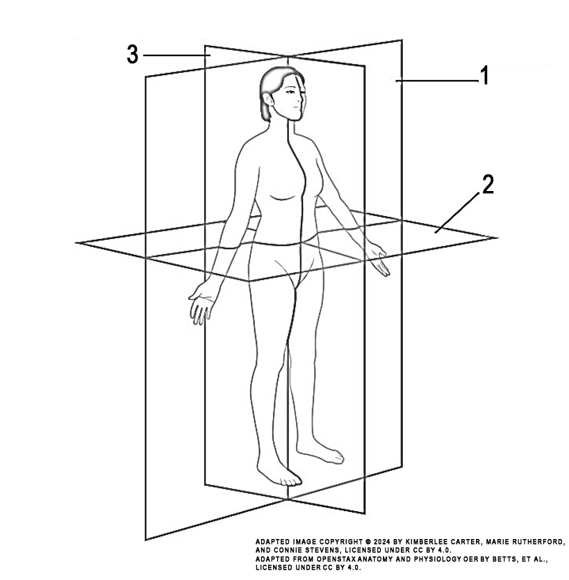 This illustration activity shows the human body standing upright in the anatomical position. Three anatomical planes are illustrated with transparent lines identifying the location of the three planes: the sagittal plane which divides the left and right side of the body, the frontal plane dividing front and back portions of the body, and the transverse plane dividing top and bottom portion of the body.