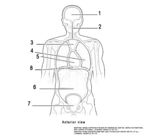 This activity shows an anterior view of the human head and torso. The image is highlighting the several cavities or hollowed out spaces where organs and structures are positioned. The anterior view identifies the cranial, vertebral, ventral, abdominopelvic cavities, and sections.