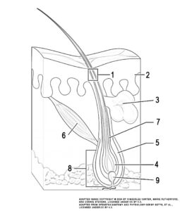 This illustration activity shows a cross section of the skin containing a hair follicle. The follicle is teardrop shaped. Its enlarged base, labeled the hair bulb, is embedded in the hypodermis. The outermost layer of the follicle is the epidermis, which invaginates from the skin surface to envelope the follicle. Within the epidermis is the outer root sheath, which is only present on the hair bulb. It does not extend up the shaft of the hair. Within the outer root sheath is the inner root sheath. The inner root sheath extends about half of the way up the hair shaft, ending midway through the dermis. The hair matrix is the innermost layer. The hair matrix surrounds the bottom of the hair shaft where it is embedded within the hair bulb. The hair shaft, in itself, contains three layers: the outermost cuticle, a middle layer called the cortex, and an innermost layer called the medulla.