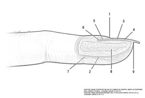 This illustration activity shows the anatomy of the fingernail region. The image shows a lateral view of the nail bed anatomy. The proximal nail fold is the part underneath where the skin of the finger connects with the edge of the nail. The eponychium is a thin, pink layer between the white proximal edge of the nail (the lunula), and the edge of the finger skin. The lunula appears as a crescent-shaped white area at the proximal edge of the pink-shaded nail. The lateral nail folds are where the sides of the nail contact the finger skin. The nail grows distally out from the proximal nail fold. The edge of the nail is located just proximal to the nail fold. This end of the nail, from which the nail grows, is called the nail root.