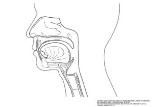 This illustration activity shows a side view of the face. The different parts of the pharynx are (from the top): nasal cavity, hard palate, soft palate, tongue, epiglottis, larynx, esophagus, trachea.