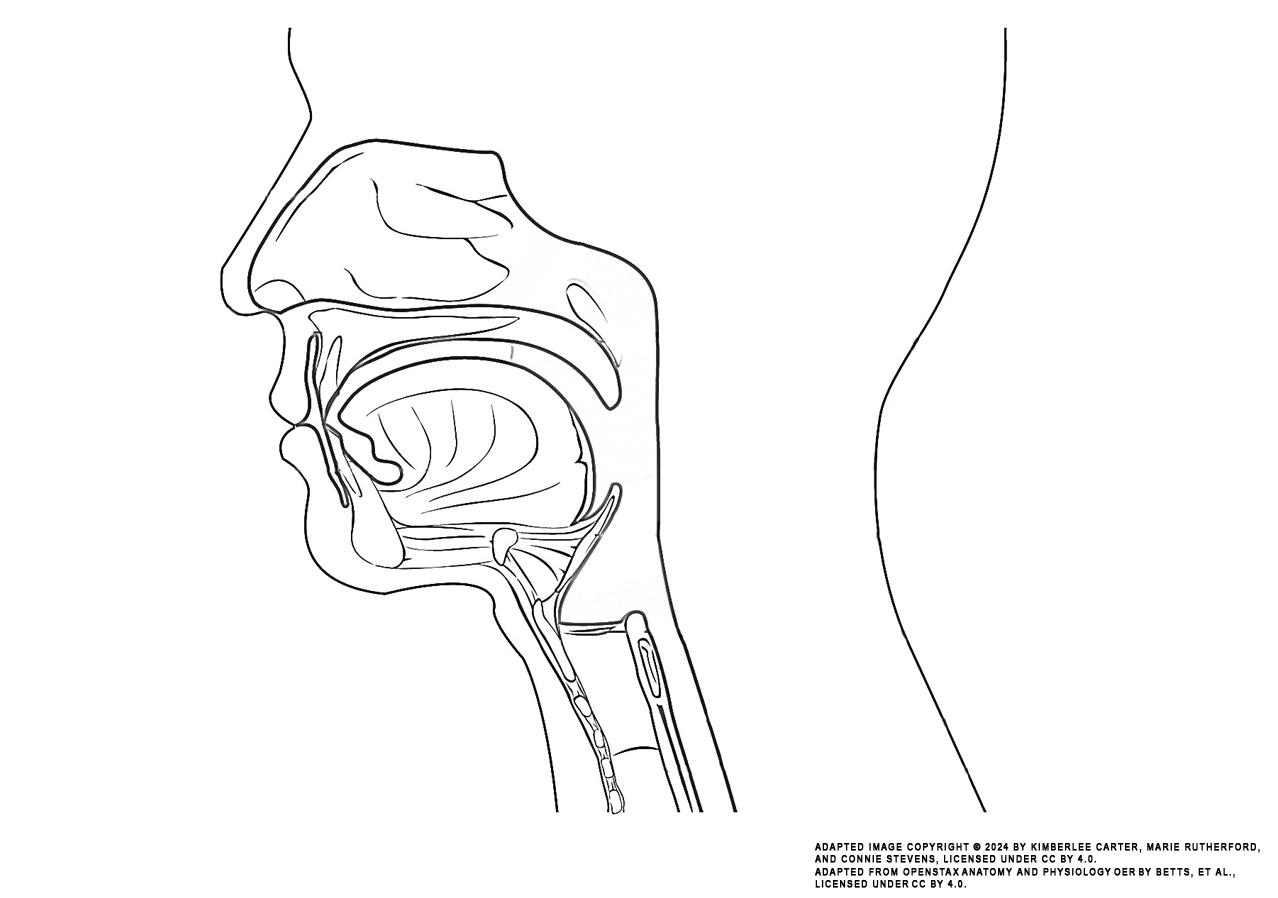 This illustration activity shows a side view of the face. The different parts of the pharynx are (from the top): nasal cavity, hard palate, soft palate, tongue, epiglottis, larynx, esophagus, trachea.