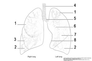 This illustration activity shows a diagram of the lungs with the major parts labelled (from top, clockwise): trachea, superior lobe, main bronchus, lobar bronchus, segmental bronchus, inferior lobe, inferior lobe, middle lobe, superior lobe of the left lung.