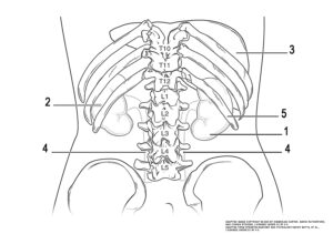 This illustration activity shows shows the location of the kidneys in the abdomen. The kidneys lie on either side of the spine in the retroperitoneal space between the parietal peritoneum and the posterior abdominal wall, well protected by muscle, fat, and ribs.