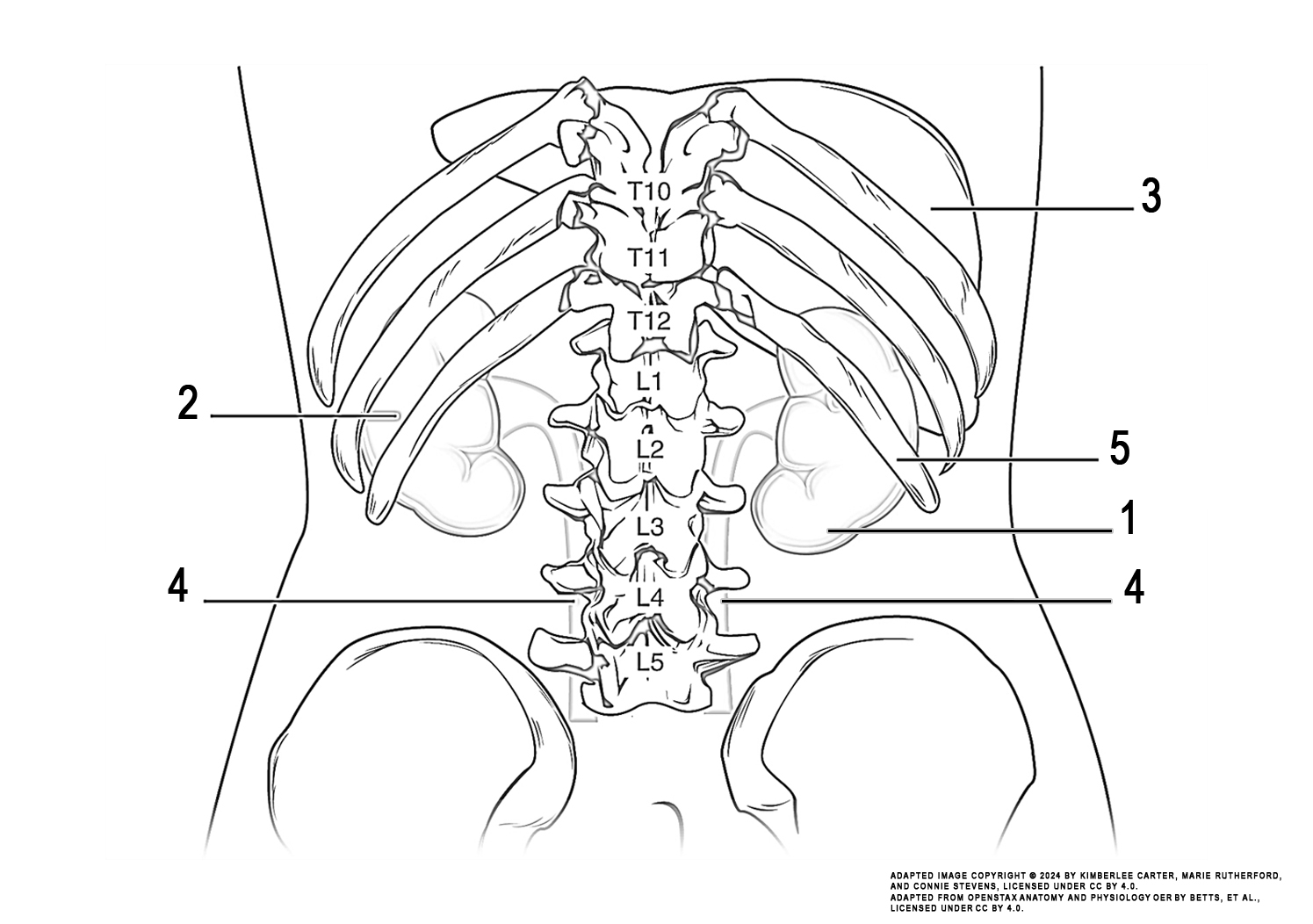 This illustration activity shows shows the location of the kidneys in the abdomen. The kidneys lie on either side of the spine in the retroperitoneal space between the parietal peritoneum and the posterior abdominal wall, well protected by muscle, fat, and ribs.