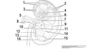 This illustration activity shows a cross section of the left kidney. There is an outer region called the renal cortex and an inner region called the medulla. The renal columns are connective tissue extensions that radiate downward from the cortex through the medulla to separate the most characteristic features of the medulla, the renal pyramids and renal papillae. The papillae are bundles of collecting ducts that transport urine made by nephrons to the calyces of the kidney for excretion. The renal columns also serve to divide the kidney into 6–8 lobes and provide a supportive framework for vessels that enter and exit the cortex. The pyramids and renal columns taken together constitute the kidney lobes.