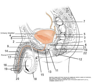 This illustration activity shows a detailed anatomical diagram of the male reproductive system from a lateral viewpoint. The diagram highlights the location of key components from top of the diagram is the ureter. Then from right to left is the urinary bladder followed by the seminal vesicles which are a pair of glands that secrete fluid making up a substantial portion of seminal fluid. The pubic bone is one of the three bones making up the pelvis. The vas deferens is a carrying vessel that transports sperm from the testes to the urethra. Located at the base of the bladder is prostate gland, this gland secretes nourishing fluid for sperm and becomes a component of semen. The urethra extends from the urinary bladder and carries the semen towards the penis. The penis, the external male sex organ used to inseminate a female during reproduction. The rectum is the straight portion of the lower large intestines, and the anus expels fecal matter. Located under the penis is the testes and extending from the testes is a cordlike structure known as the epididymis.