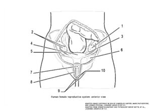 This illustration activity shows the structure and the different organs in the female reproductive system. The image shows the anterior view with labels (clockwise from top): ovary, ovarian ligament, broad ligament, labia minora, labia majora, vagina, cervix, uterine tube, uterus, fimbriae.