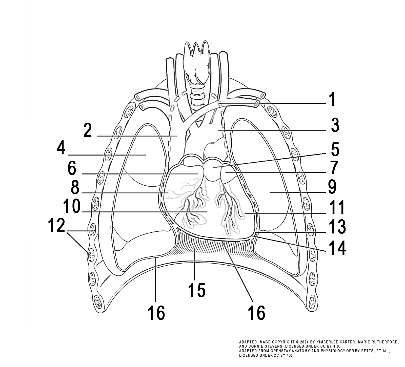 This illustration activity shows the location of the heart in the thorax. The anterior view includes (from top, clockwise): mediastinum, arch of aorta, pulmonary trunk, left auricle, left lung, left ventricle, pericardial cavity, apex of heart, edge of parietal pericardium, diaphragm, edge of parietal pleura, ribs, right ventricle, right atrium, right auricle, right lung, superior vena cava.